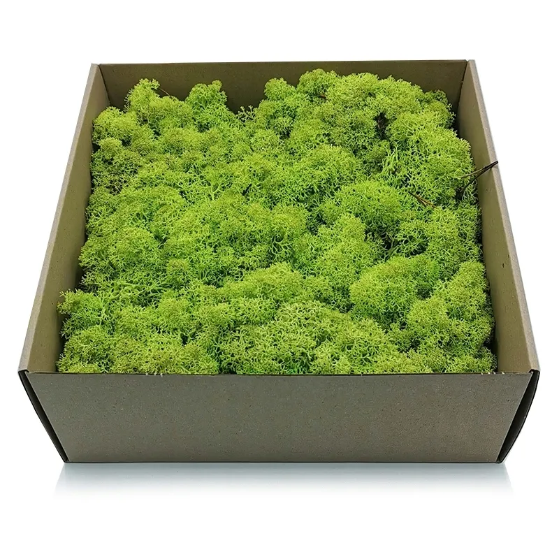 500g-mech-chrobotek-reniferowy-spring-stan-nowy