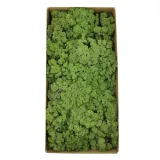 mech-chrobotek-norweski-500g-kolor-zielony