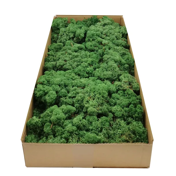 mech-chrobotek-norweski-500g-stan-nowy-marka-bez-marki