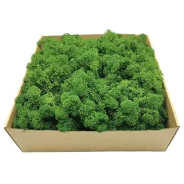 mech-chrobotek-alpejski-oczyszczony-lesny-zielony-250g-netto