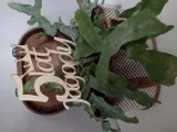 topper-na-tort