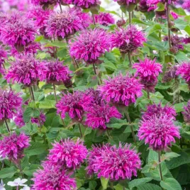 pysznoglowka-monarda-hybrida-bee-free