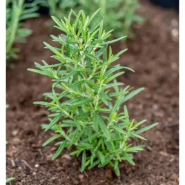 rozmaryn-lekarski-rosmarinus-officinalis