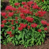 pysznoglowka-monarda-didyma-fireball
