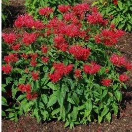 pysznoglowka-monarda-didyma-fireball