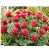 pysznoglowka-monarda-didyma-fireball
