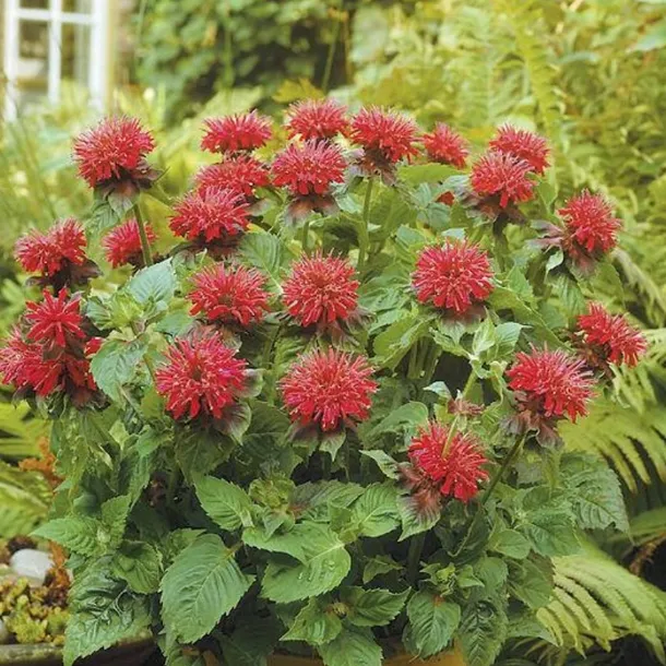 pysznoglowka-monarda-didyma-fireball