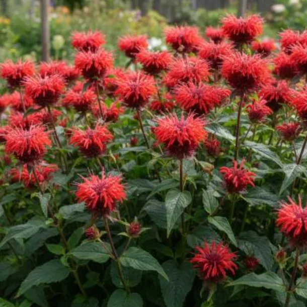 pysznoglowka-monarda-didyma-fireball