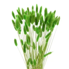 suszony-lagurus-zielony-dmuszek-jajowaty-60-szt