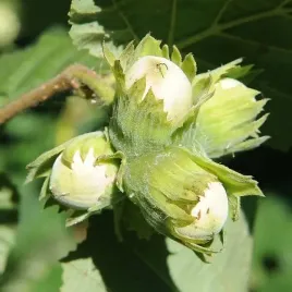 leszczyna-zwykla-corylus-avellana-p9-c1