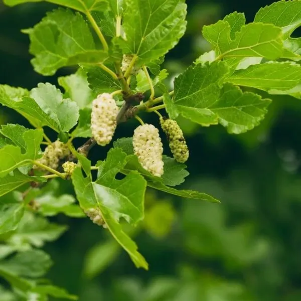 morwa-biala-p9-c1