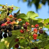 jezyna-tricolor-p9-c1-rodzaj-rosliny-maliny-i-jezyny