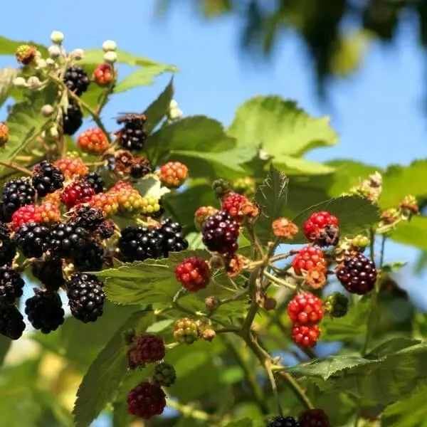 jezyna-tricolor-p9-c1-rodzaj-rosliny-maliny-i-jezyny