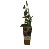 jezyna-tricolor-p9-c1-odmiana-tricolor