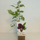 malina-purpurowa-brandywine-p9-c1-rodzaj-rosliny-maliny-i-jezyny