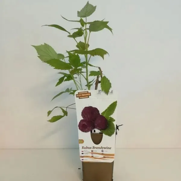 malina-purpurowa-brandywine-p9-c1-rodzaj-rosliny-maliny-i-jezyny