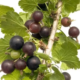porzeczkoagrest-ribes-x-nidigrolaria-p9-c1