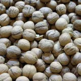 orzech-wloski-p9-c1-nazwa-lacinska-juglans-regia