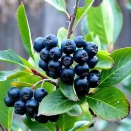 aronia-czarnoowocowa-sadzonka-w-pojemniku-2l