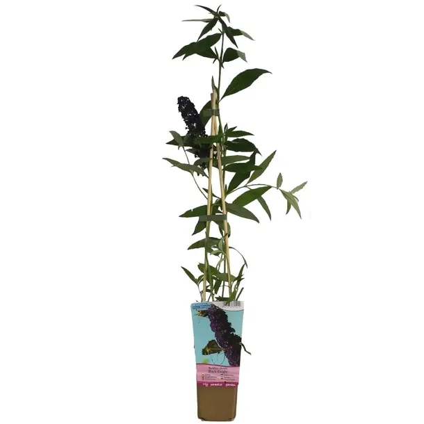 budleja-dawida-black-knight-p9-c1-producent-inna