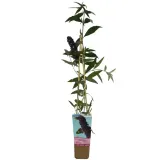 budleja-dawida-black-knight-p9-c1-producent-inna