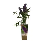 budleja-dawida-lochinch-w-p9-c1-producent-inna