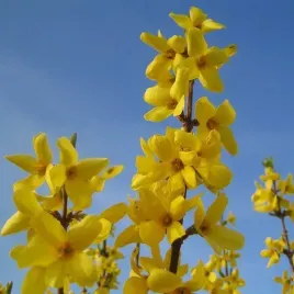 forsycja-posrednia-lynwood-p9-c1