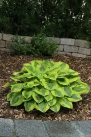 funkia-glad-rags-atrakcyjna-hosta