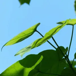 katalpa-sadzonka-w-pojemniku-2l