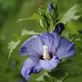 ketmia-syryjska-hibiskus-oiseau-bleu-syn-blue-bird-sadzonka-w-pojemn