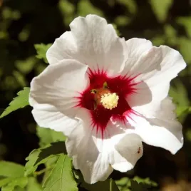 ketmia-syryjska-hibiskus-red-heart-p9-c1
