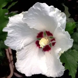 ketmia-syryjska-hibiskus-red-heart-sadzonka-w-pojemniku-2l