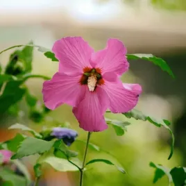 ketmia-syryjska-hibiskus-maike-p9-c1