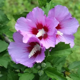 ketmia-syryjska-hibiskus-maike-sadzonka-w-pojemniku-2l