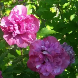 ketmia-syryjska-hibiskus-sanchonyo-sadzonka-w-pojemniku-2l