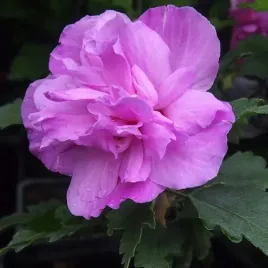 ketmia-syryjska-hibiskus-ardens-sadzonka-w-pojemniku-2l
