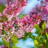 lilak-syringa-reflexa-p9-c1