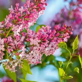 lilak-syringa-reflexa-p9-c1