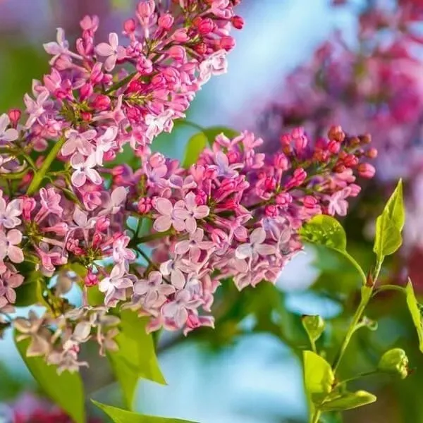 lilak-syringa-reflexa-p9-c1