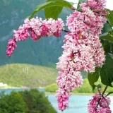 lilak-syringa-reflexa-p9-c1-rodzaj-rosliny-lilaki