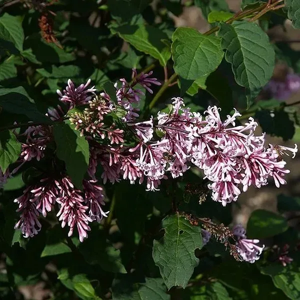 lilak-bez-josika-p9-c1-producent-inna