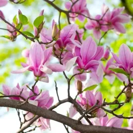 magnolia-george-henry-kern-p9-c1