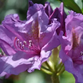 rododendron-azalia-catawbiense-grandiflorum-p9-c1