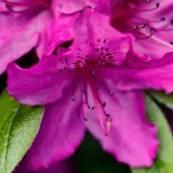 rododendron-azalia-koningstein-p9-c1