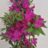 rododendron-azalia-koningstein-p9-c1-producent-inna