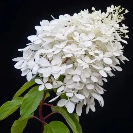 hortensja-bukietowa-grandiflora-p9-c1