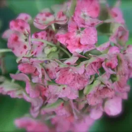 hortensja-bukietowa-pink-lady-p9-c1