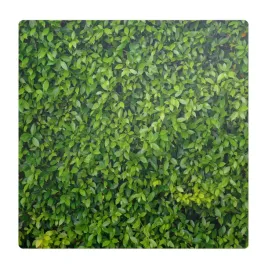elegancka-mata-ochronna-na-podloge-pod-biurko-zielona-sciana-lisci-100x100