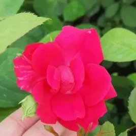 roza-pnaca-paul-s-scarlet-climber-sadzonka-w-pojemniku-2l
