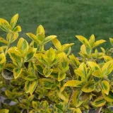 trzmielina-emerald-gold-p9-c1-rodzaj-rosliny-trzmieliny